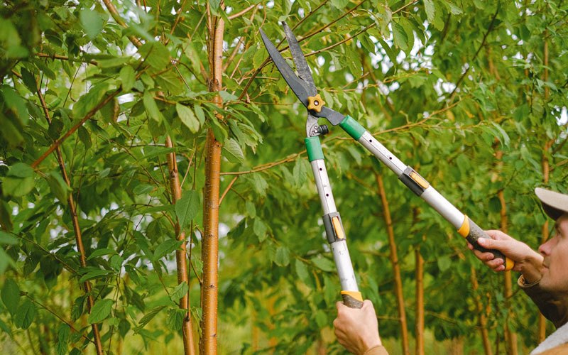 Tree trimming in Egegik, AK